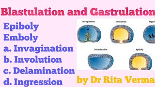 Blastulation and Gastrulation EpibolyEmboly [upl. by Theron]