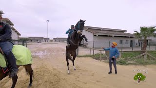 Caída del caballo del presentador de Todo Caballo Juan Ramón Romero [upl. by Ogirdor]