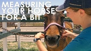 How To Measure Your Horse for Bit Size [upl. by Bjorn]