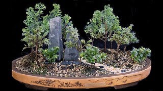 Landscape Bonsai Style Bonkei part 22 [upl. by Llerud]