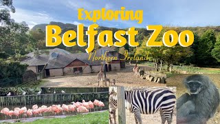 Belfast Zoo Northern Ireland [upl. by Daukas]