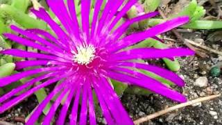 Ice Plant Delosperma Psychedelic Plants [upl. by Irvin345]