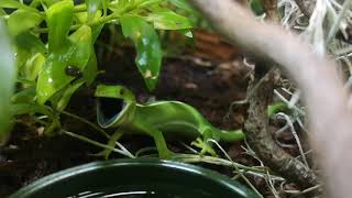 Wellington Green Gecko Naultinus punctatus Barking [upl. by Goraud]