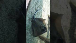 Stingray chill 🐠 animalclipsfun stingray nature aquariumfish hausdesmeeres oceanlife animals [upl. by Annocahs]