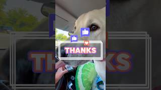 WATCH My Yellow Lab Fall In Love with Puppuccino 💕 shortsdog funny dogs puppucccino [upl. by Nidla]