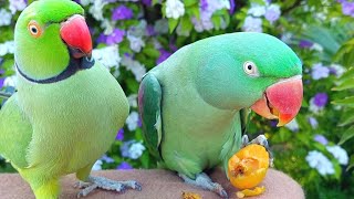 Alexandrine Parrot Eating Loquat  Talking Parrot Natural Sounds [upl. by Yunick]