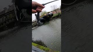 Big urban pike fishing fish lurefishing urbanfishing pikefishing [upl. by Rains]