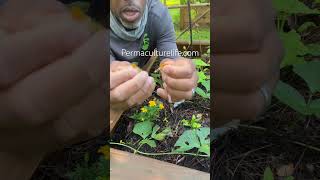 How to collect marigold seeds [upl. by Tallula]