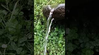 fresh spring water in the woods tastes amazing [upl. by Yunfei997]