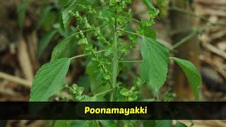 Medicinal Plants  Acalypha indica  Kuppaimeni [upl. by Onivla]