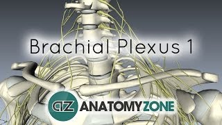 Brachial Plexus  Branches  3D Anatomy Tutorial [upl. by Tiemroth16]