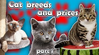 Cat Breeds And Prices Part 1 [upl. by Humfried393]