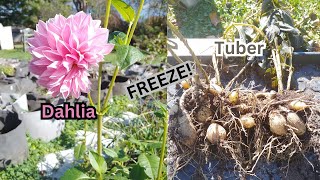 How to store Dahlia tubers for the winter 100 success [upl. by Ellenad]