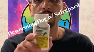 Deworming A Puppy With Safeguard Goat Dewormer [upl. by Acinoev]