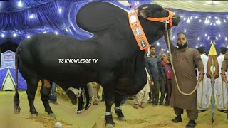 World Biggest Eid alAdha Bulls of RJ Cattle Farm [upl. by Diann]