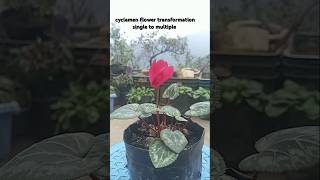 Cyclamen flower transformation single to multiple [upl. by Nwahsek321]