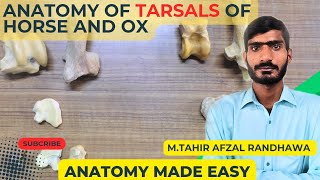 lecture  26Anatomy of tarsals of horseox and dogVeterinary anatomy in HindiUrdu [upl. by Suivatra]