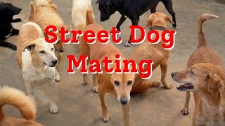 street dog Mating [upl. by Buckie]