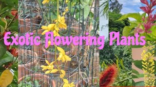 Rare exotic Flowering Plants [upl. by Lorolla]