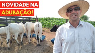 1 HECTARE Irrigado da  LUCRO Plantar MILHO ou fazer Pasto Rotacionado [upl. by Gruver]