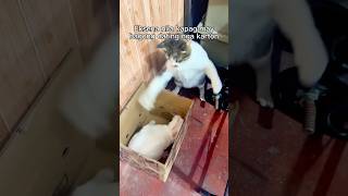 Ikatlong Digmaang Pandaigdig ng mga pusa pag nagaagawan na sila sa karton cat catlover funnycat [upl. by Leta]