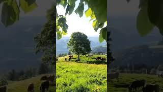 Charming Swiss Goats and Cows Grazing in Alpine Fields  Serene Countryside Views [upl. by Fidelas574]