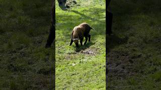 Takin The National animal of Bhutan [upl. by Gadmon836]