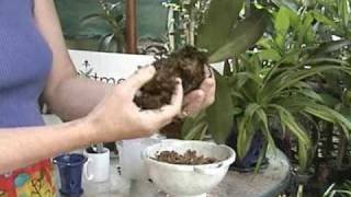 Phalaenopsis Repotting  Orchid Care  From rePotmecom [upl. by Reinar247]