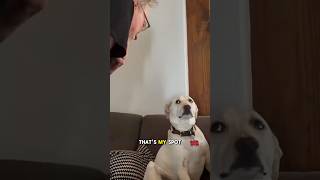 Grandpa Wins Argument With Dog Over Couch Seat [upl. by Latisha]