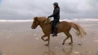 Amble sur la plage de Snaefellsness  Equidia Janvier 2014 [upl. by Calendre536]