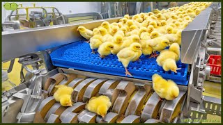 Chicken Mega Factory Chicken Egg Incubation Technology  Broiler Raising Method amp Process 🐣 [upl. by Nyra]