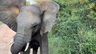 Elephants Everywhere  Adine Ends Up in the Middle of the OnEdge Wild Herd [upl. by Nennarb]