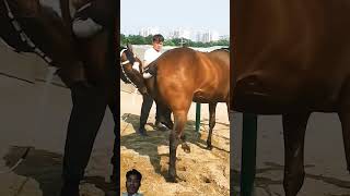 horse equestrian horselover horseracing animals funny duetz comedyfilms comedy bendparty [upl. by Lahsiv]