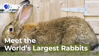 Meet the Worlds Largest Rabbits [upl. by Bouzoun]