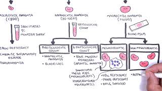 Anaemia anemia  classification microcytic normocytic and macrocytic and pathophysiology [upl. by Alysia]