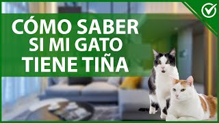 🐱 ¿Qué es Tiña en Gatos y Cómo se Cura  Síntomas y Tratamiento 🐱 [upl. by Melva]