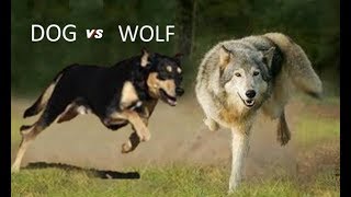 Dog Vs Wolf Comparison [upl. by Ecyob196]