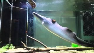 The Aba Aba Knifefish  Feeding Indian Mackerel [upl. by Cowey248]