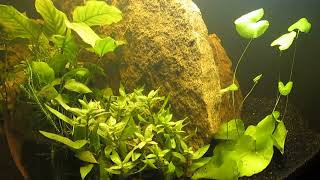 Water Lily and Anubias for 75Gallon Aquascape 11724 [upl. by Bound]