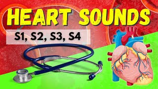 How your heart works  Cardiac Cycle [upl. by Enirbas677]