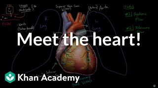 Meet the heart  Circulatory system physiology  NCLEXRN  Khan Academy [upl. by Nitsyrc]