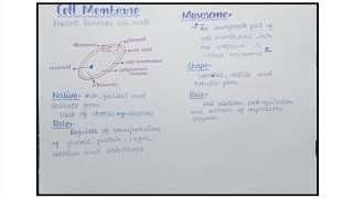 Bacterial Cell Structure  Plasmid Mesosomes And Nucleoid  Biology Class 11 Biology [upl. by Etterraj296]