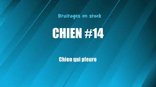 CHIEN 14 Chien qui pleure bruitage gratuit [upl. by Huebner621]