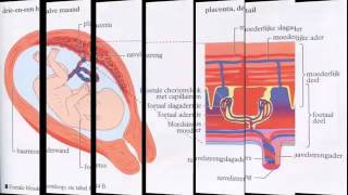 H 73 Van eicel tot baby biocast [upl. by Elag]