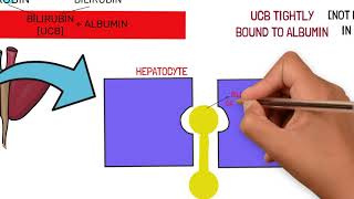 BILIRUBIN METABOLISM AND JAUNDICE TYPES AND CAUSES [upl. by Gabriel737]