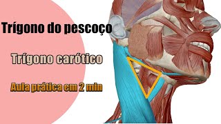 Trígono carótico Delimitações e Conteúdo  Anatomia Humana  Anatomia [upl. by Herm]