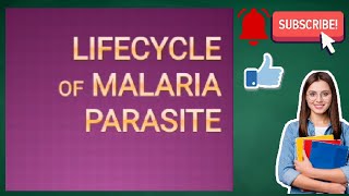 Life cycle of Malaria Parasite Life cycle of Plasmodium [upl. by Dyana]