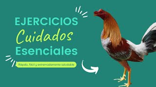 quotSecretos de Preparación EJERCICIOS Clave y CUIDADOS ESENCIALES para GALLOS DE COMBATEquot [upl. by Kcerred]