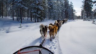 Balade en chien de traineau  Courchevel  Gorpo HD [upl. by Anatniuq]