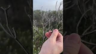 Urupema presenciou espetáculo do Sincelo no Morro das Antenas  29062024 [upl. by Llennhoj909]